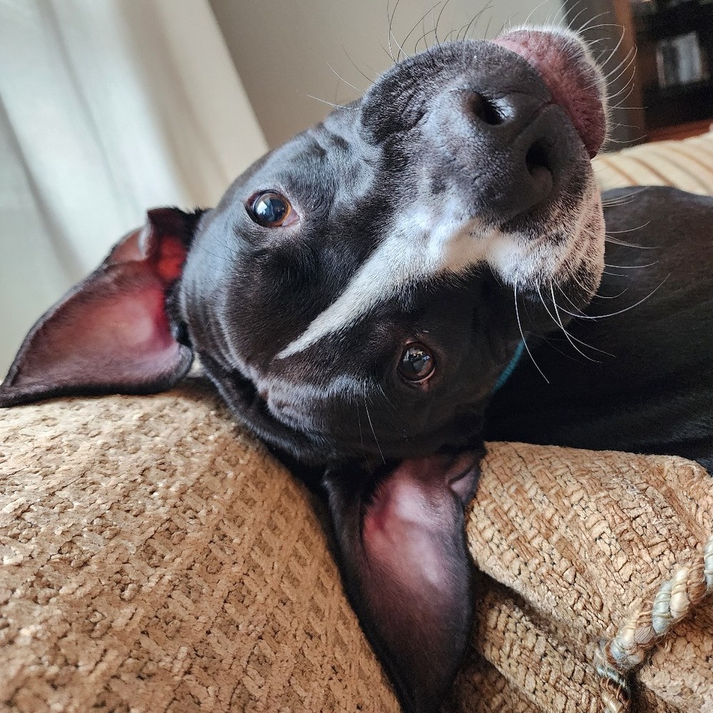 Meet your Posher, Kelly